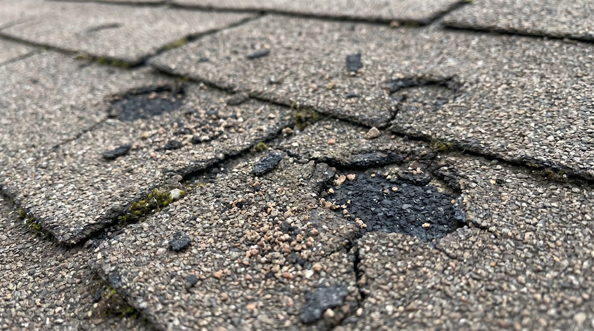 Hail-damaged asphalt shingles in Edmonton